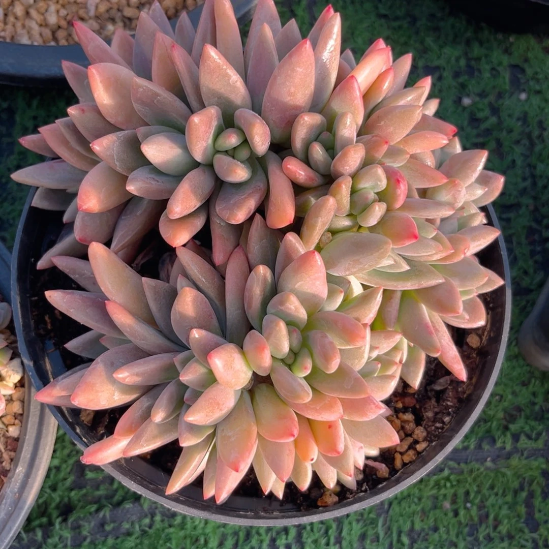 桃花源88888888888888
