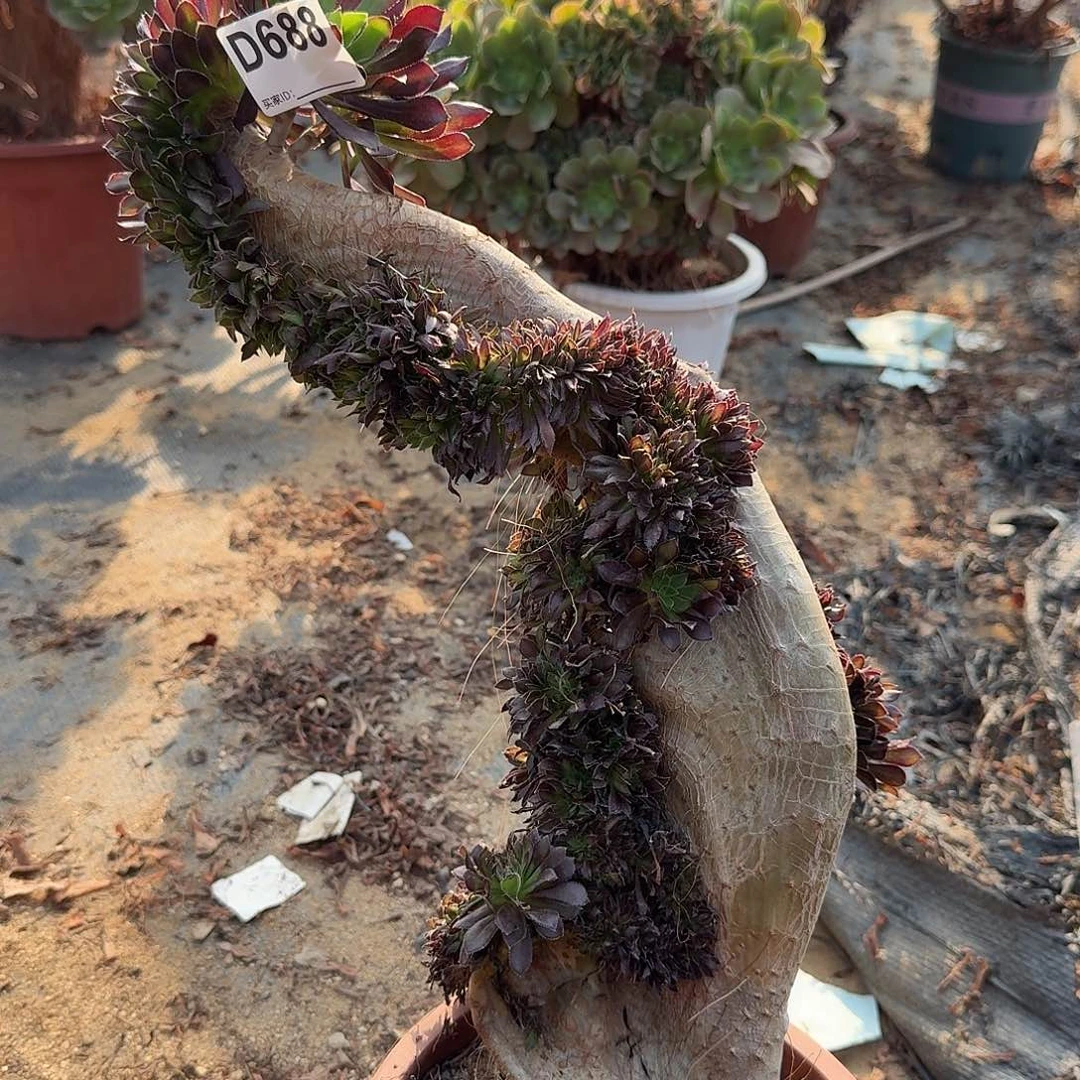 688黑法师一颗有伤