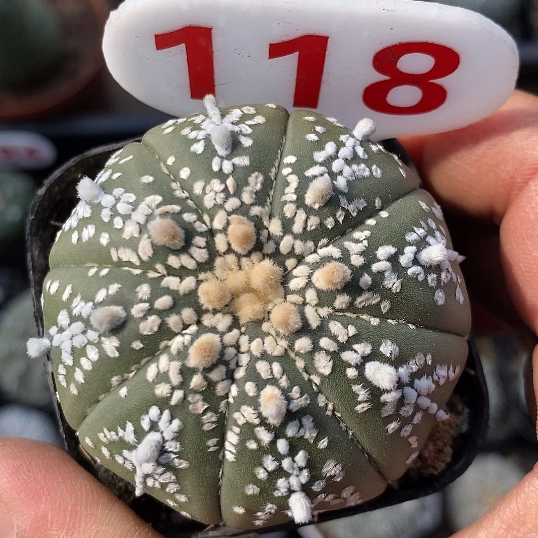 118福利特健健康康