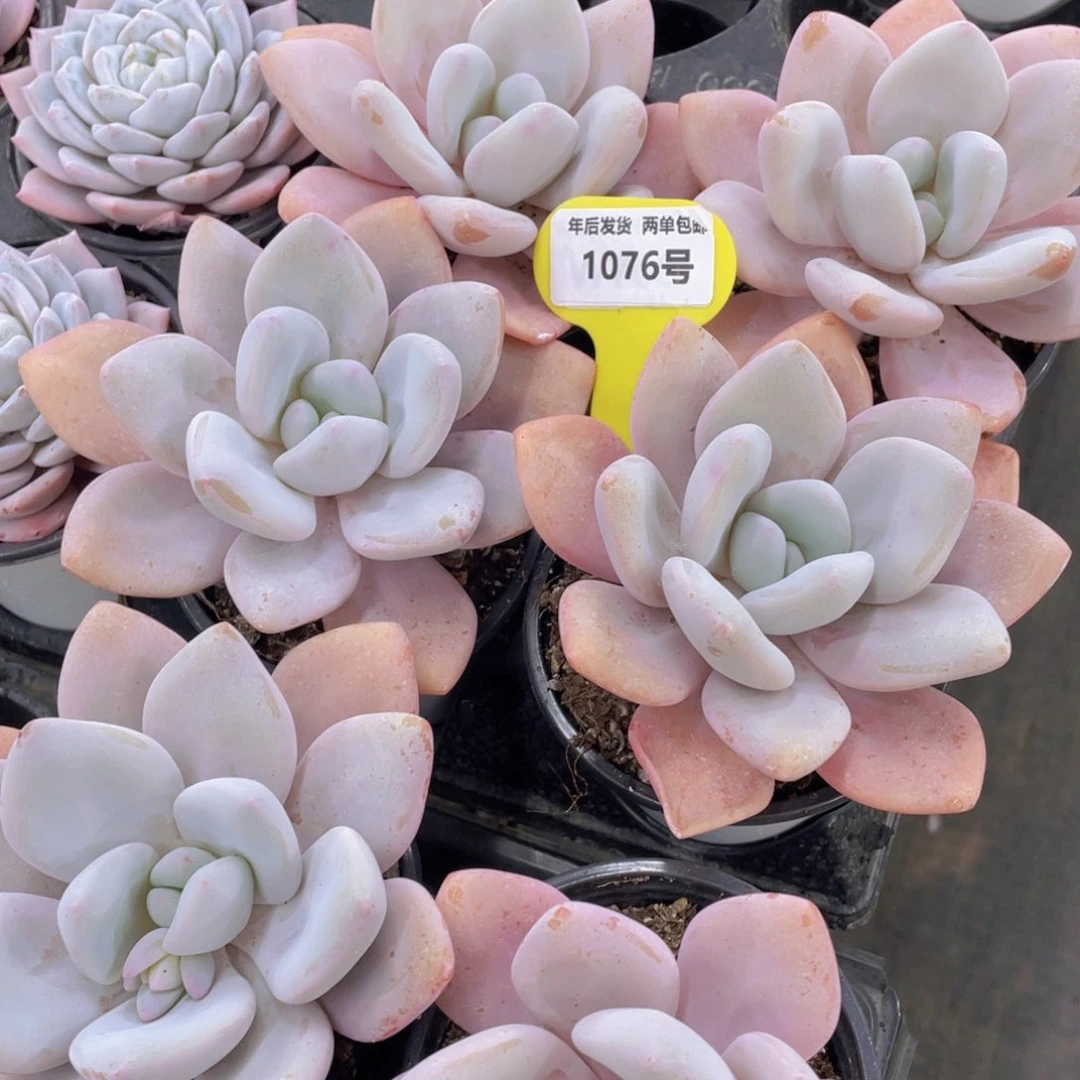 1076号老桩奶油大粉兔单头一个