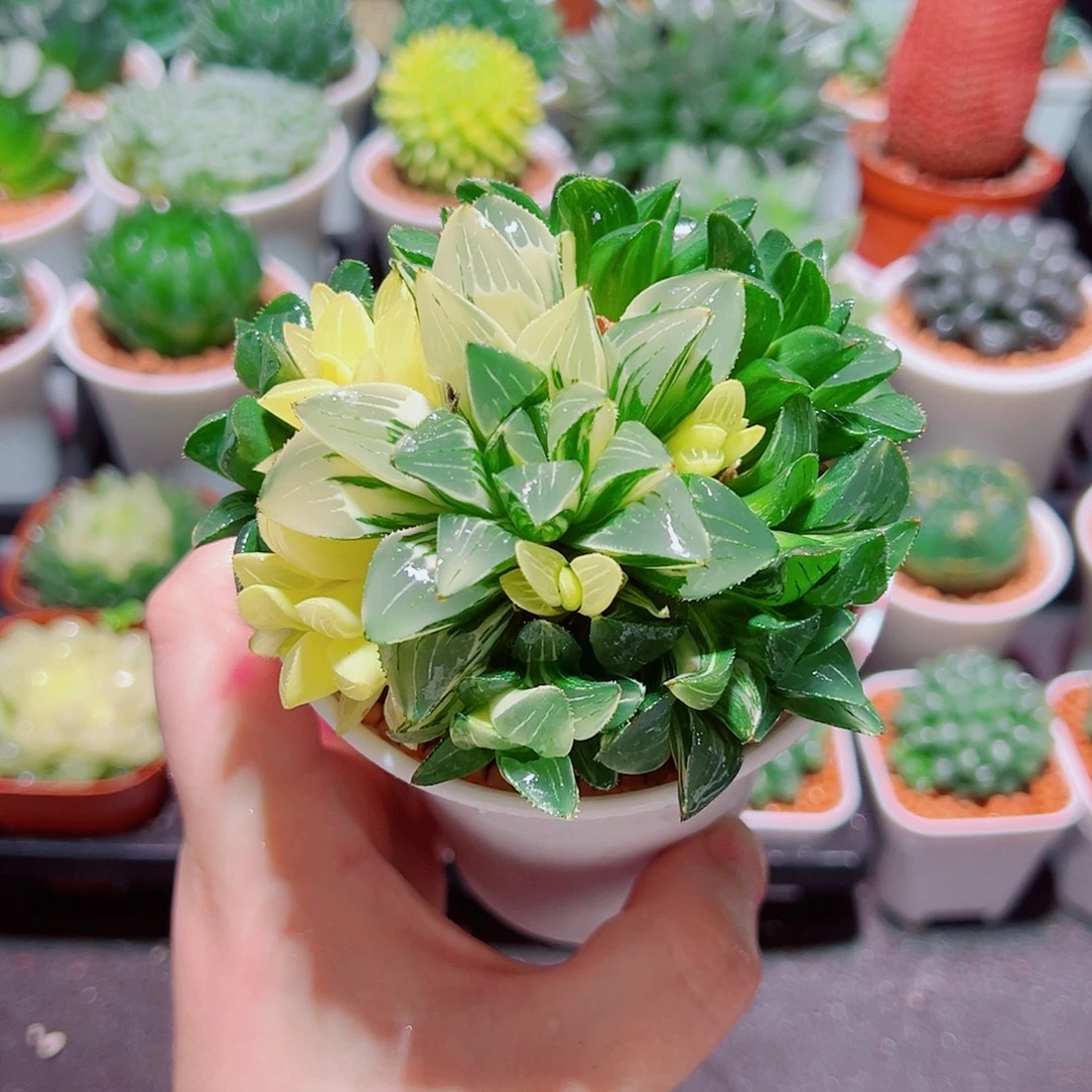 大群生姬寿锦多肉多肉