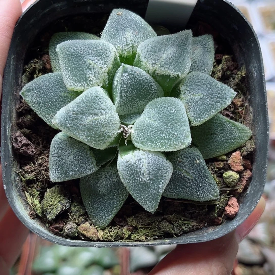 567冰钻哈哈哈哈哈哈