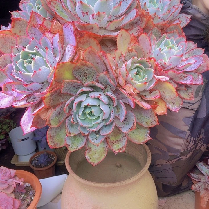 钱***总大赫拉多肉植物老桩