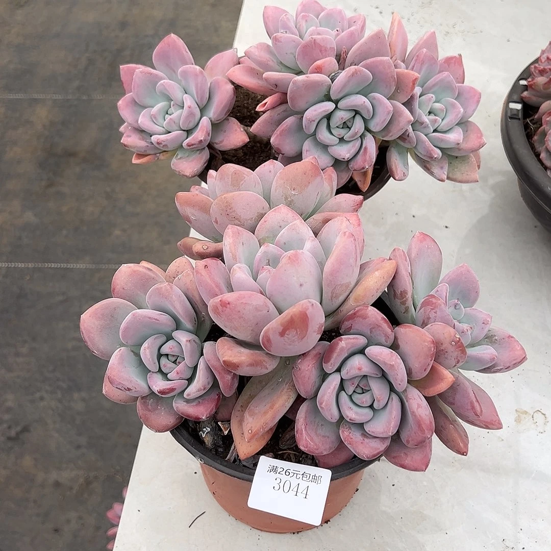 知***乐3044奥普多肉植物2棵