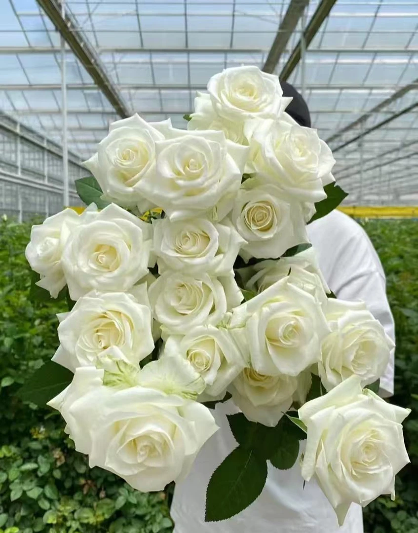 【方德】雪见20支 花头小杆子细 花期长 2单中通特快冷链送货上门