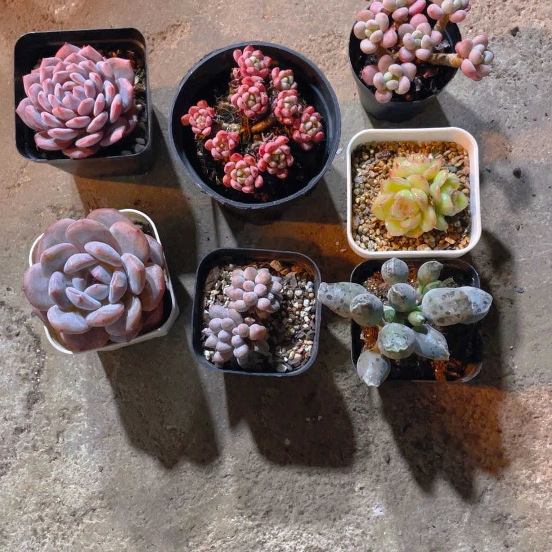 嗷***@新粉专拍多肉植物7颗