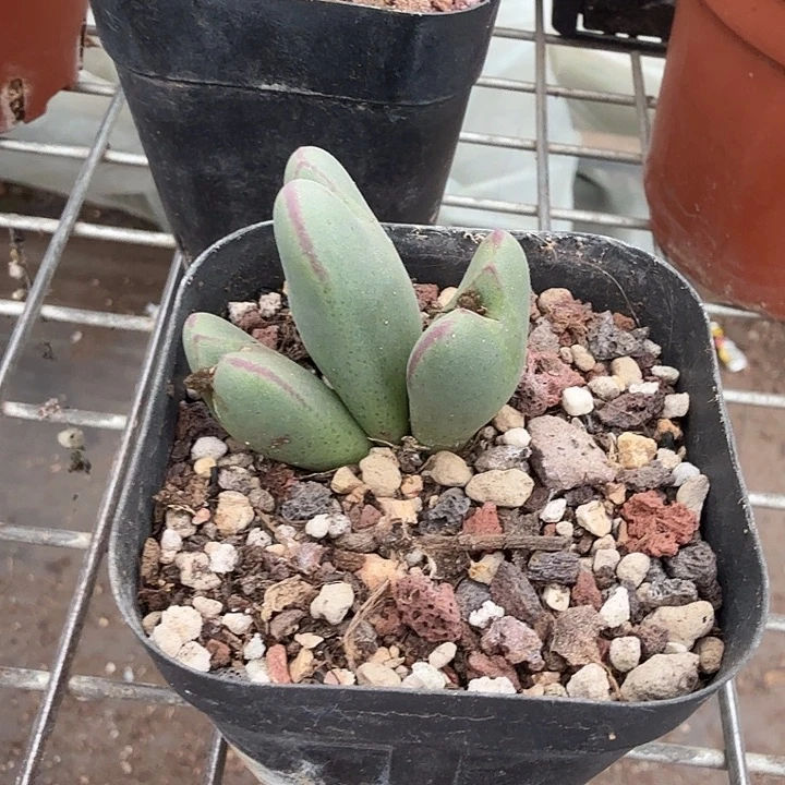 少将三头群4仙人球