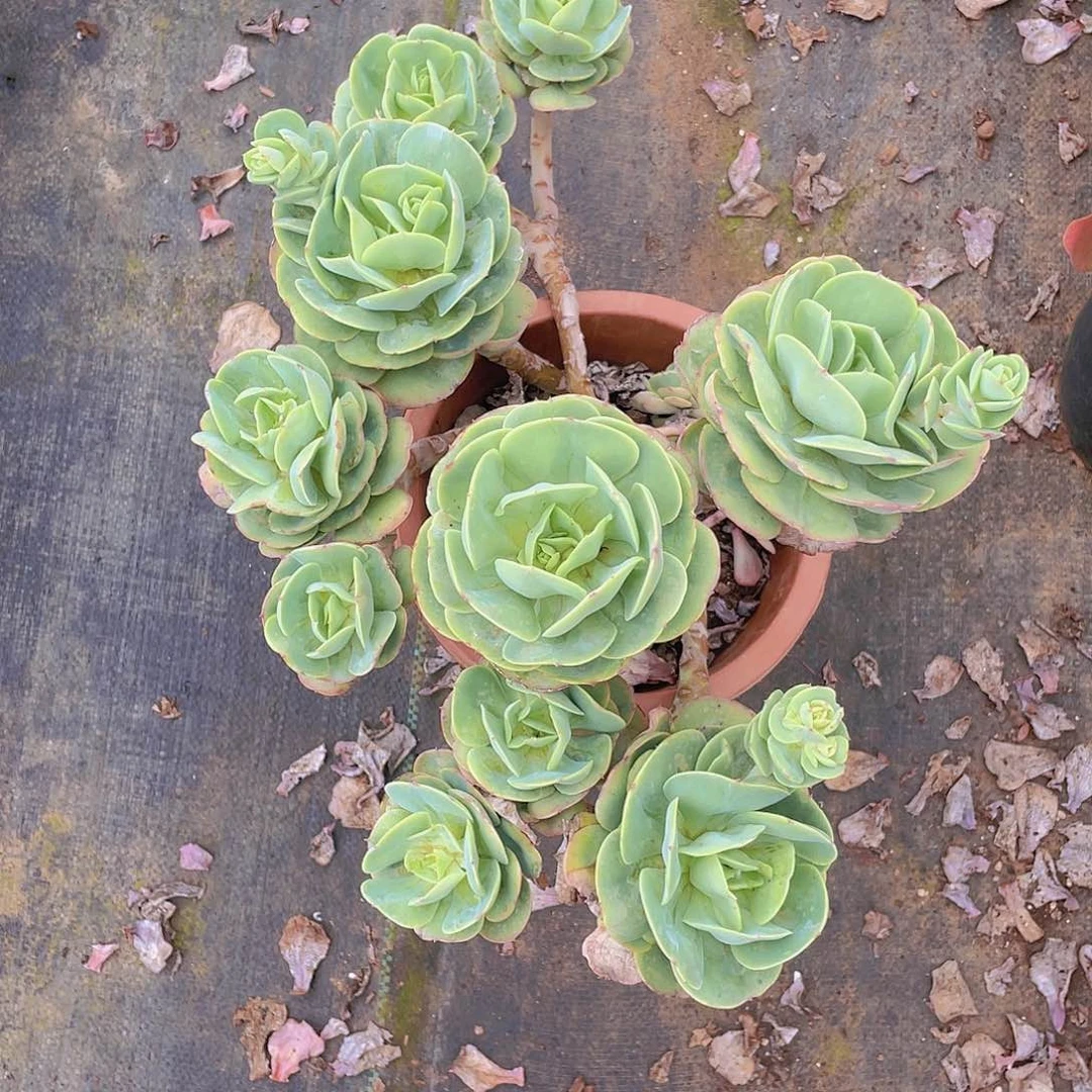 鸡蛋碧桃，群生老桩多肉特价19.8