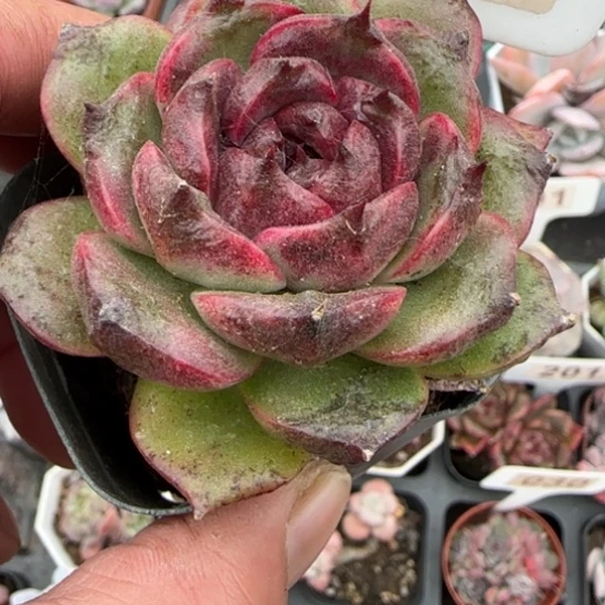 43紫水晶多肉植物多