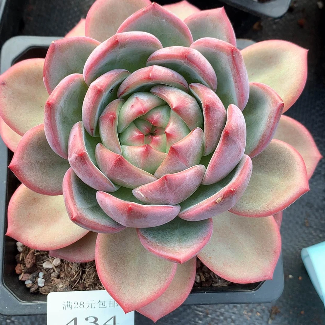 【闪购商品】云434号