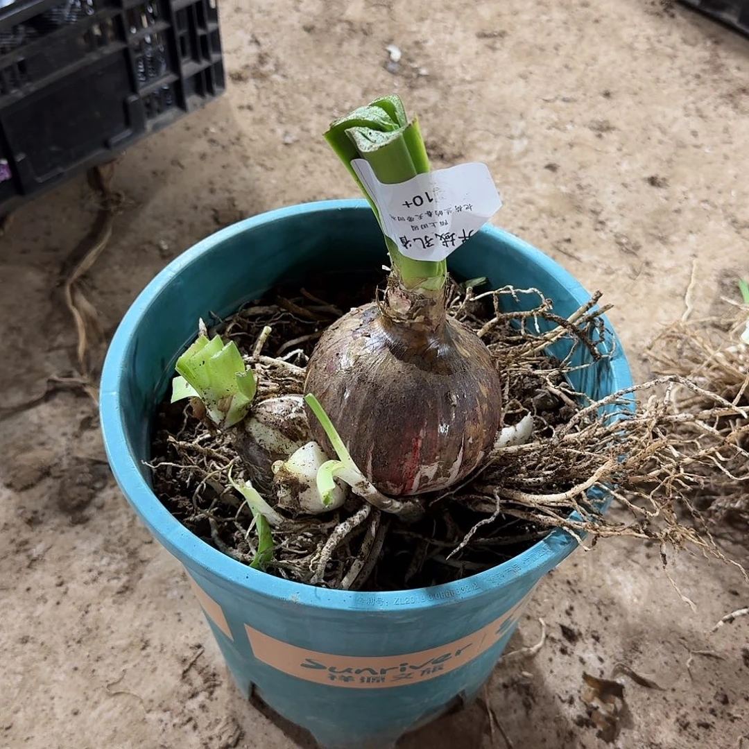 异域孔雀10+带侧开花球fa fa fa fa