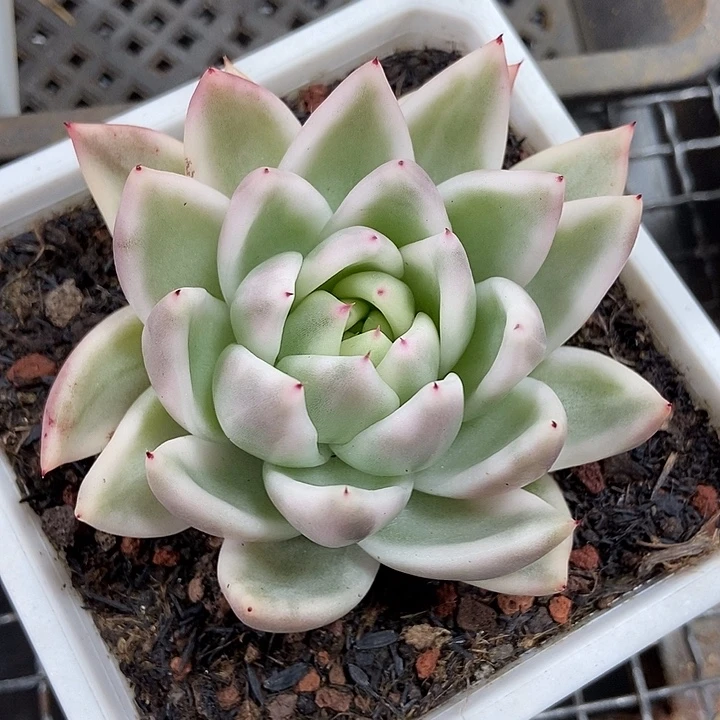 雪白玛丽亚锦多肉