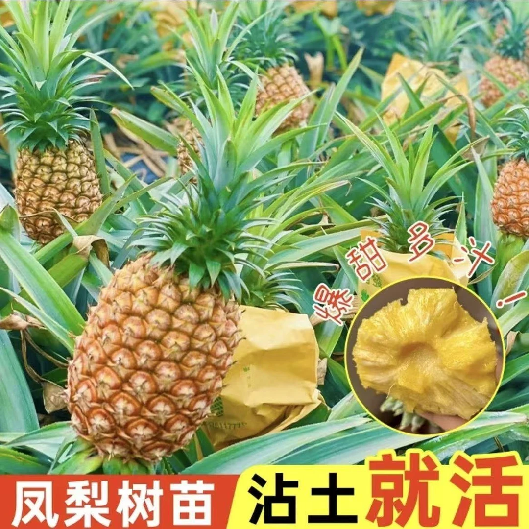 凤梨苗西瓜凤梨22号金钻香水大果品种盆栽阳台地栽庭院南北方种植