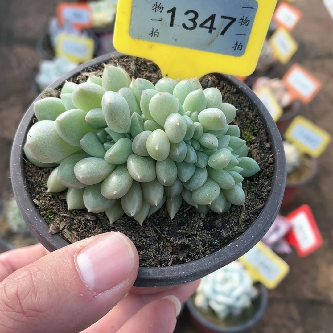 【闪购商品】1347号