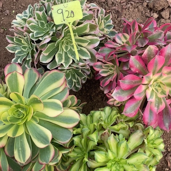 法师组合4棵920号111111