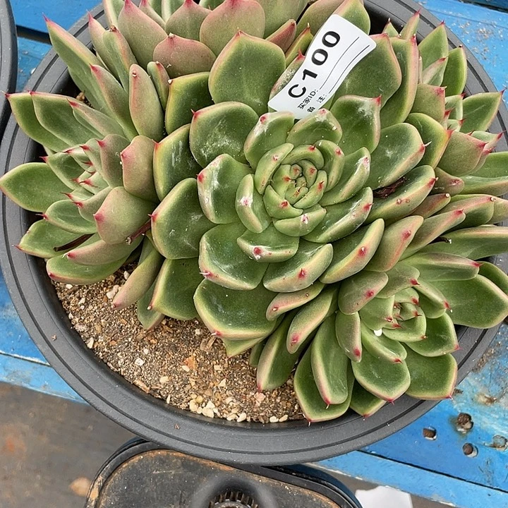 若如东云单拍C100