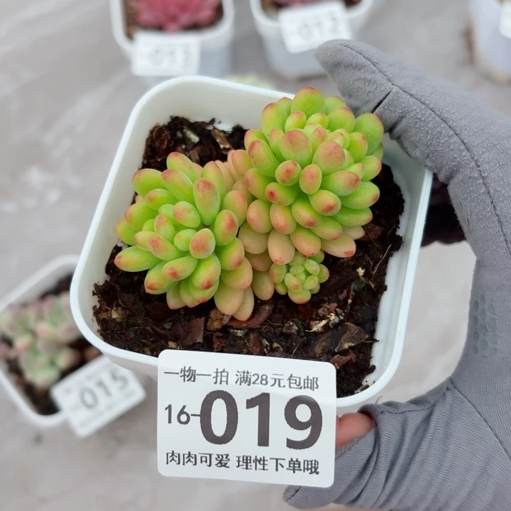 香格里拉缀化无盆土发货多