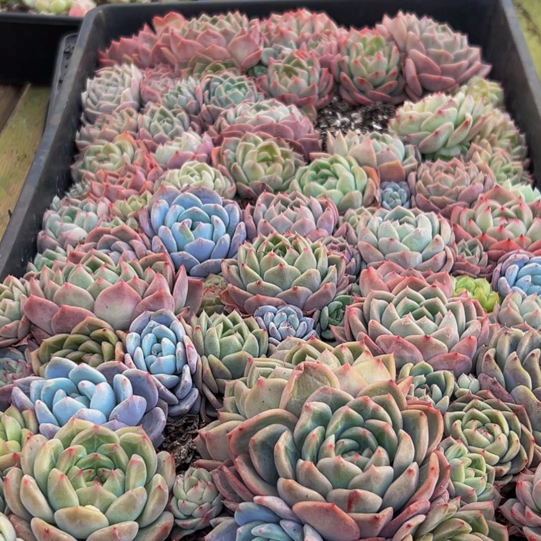 403大热的一天终于过去多肉