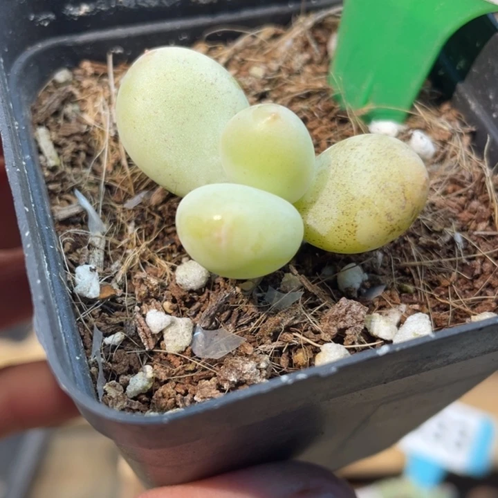 蜜雪奶624号的多肉啊啊