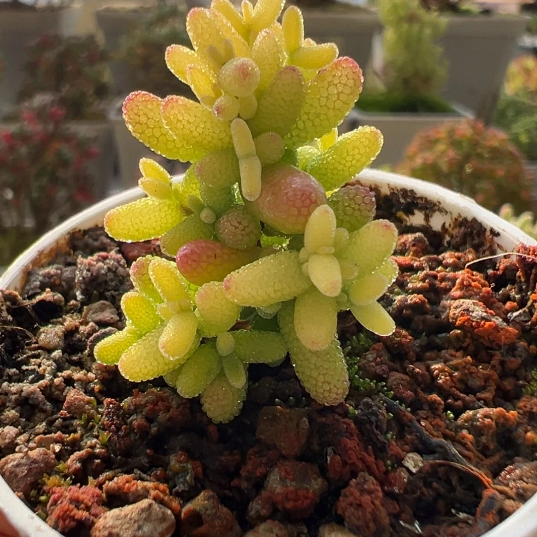 12-419枝干番杏多肉糖球黄锦五圆盆一物一拍