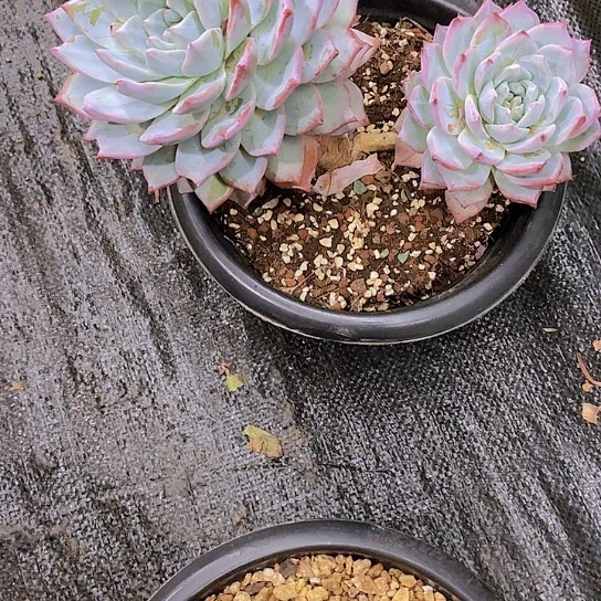 无花朵梅****】粉蓝鸟多肉植物