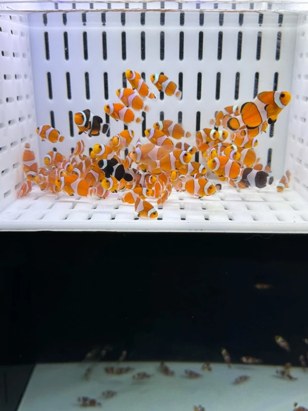 直播专享公子小丑鱼