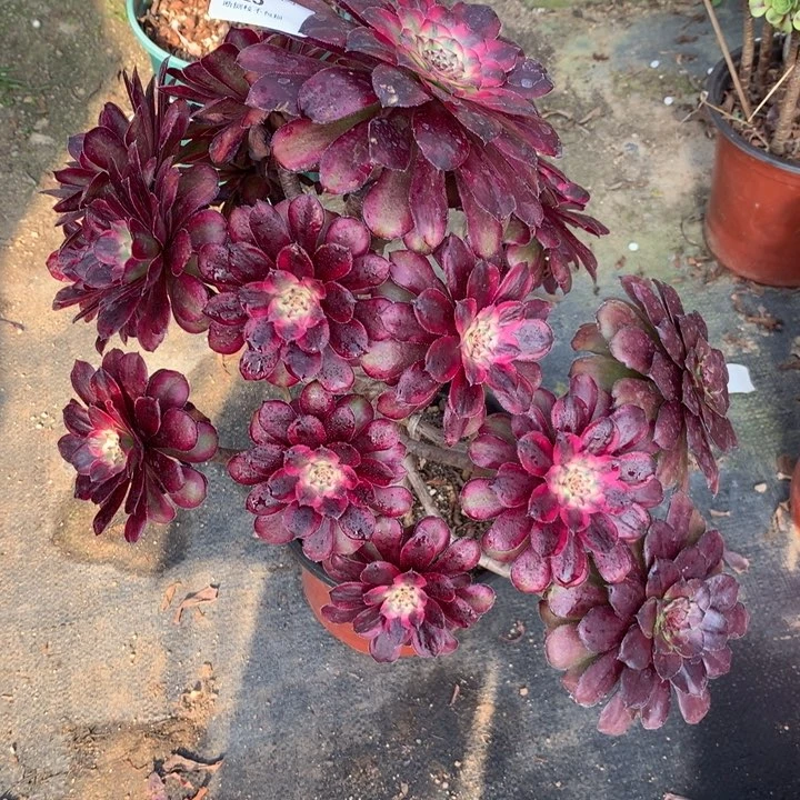 阿*桃225红腹轮多肉植物