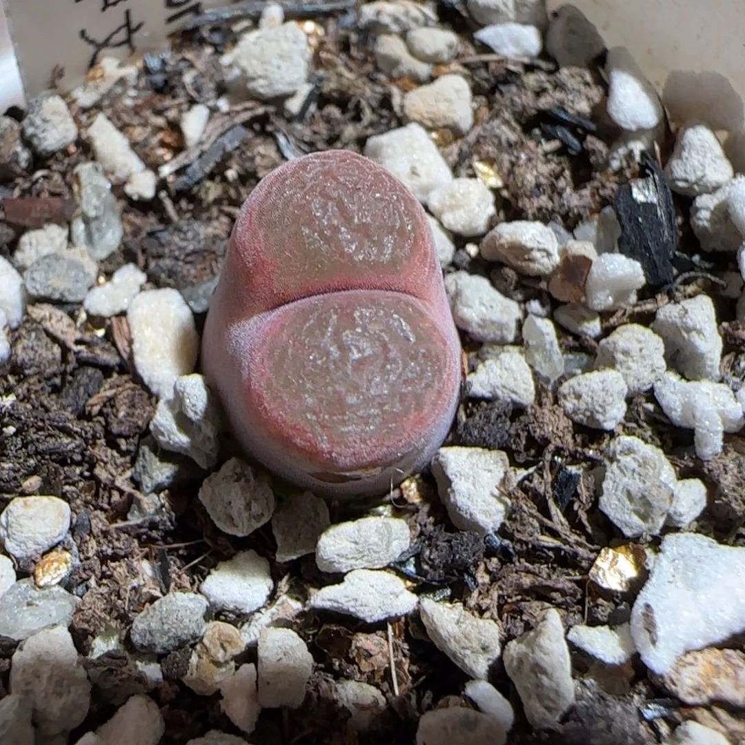 肉锥多肉植物组合-6km风铃655