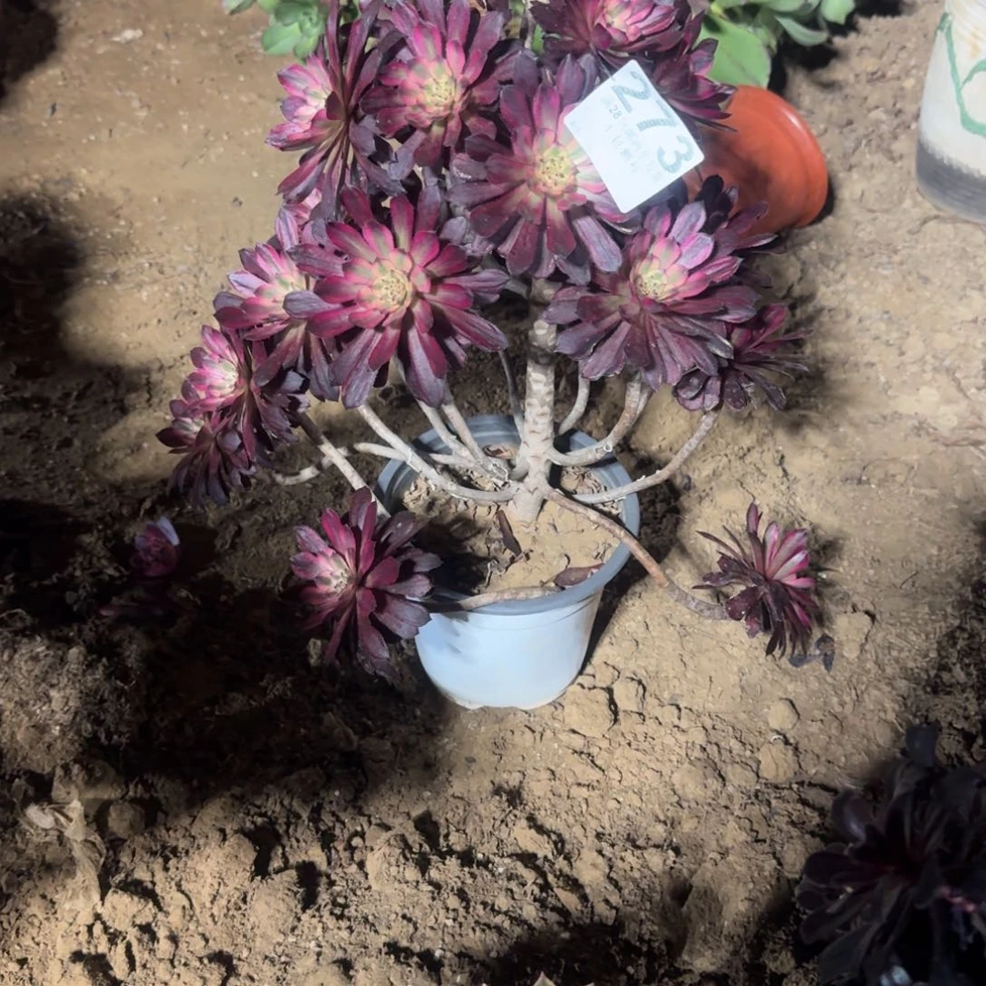 用****6273号无主头清棚不售后