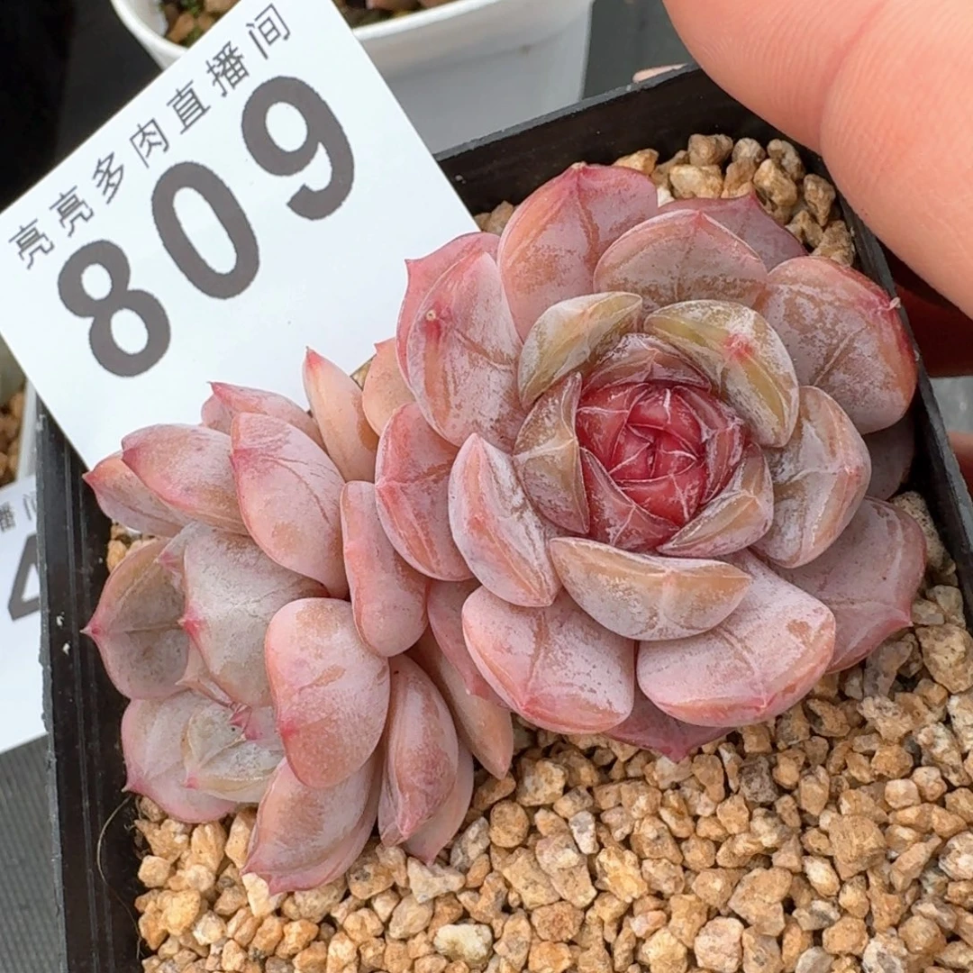 宫花            精美多肉植物