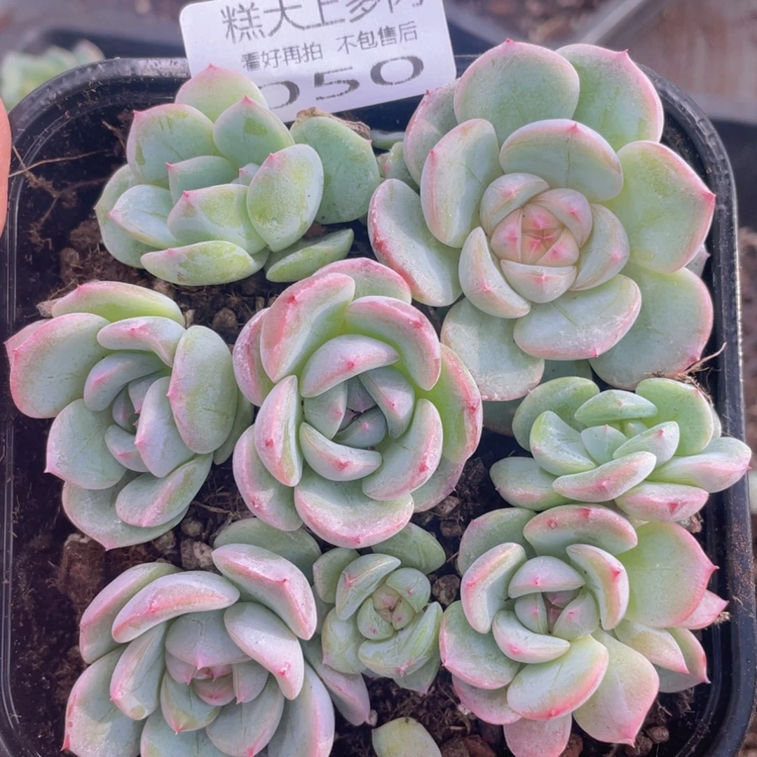 糕大上多肉植物50