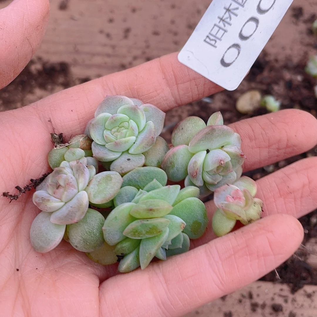 多肉植物多肉植物8