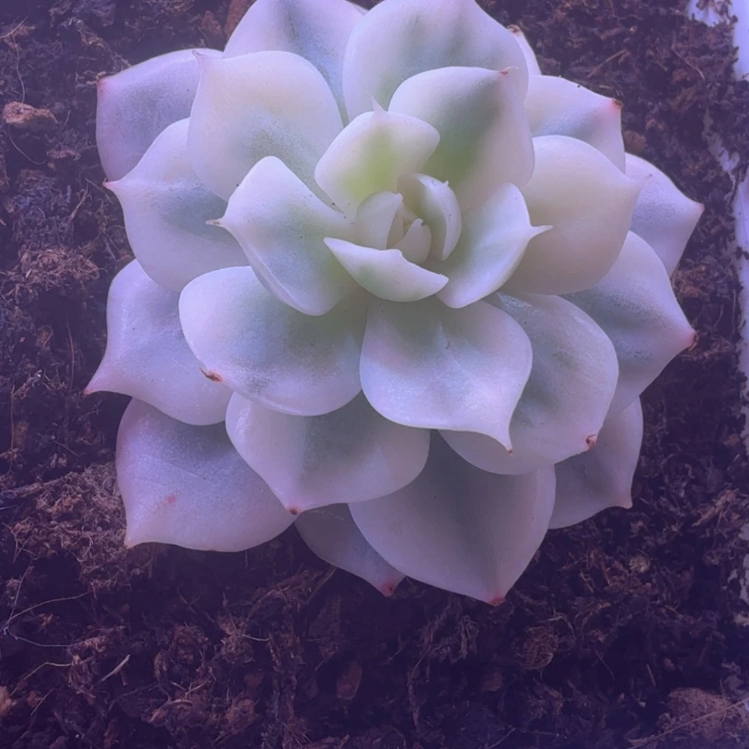 巴黎白锦 多肉植物