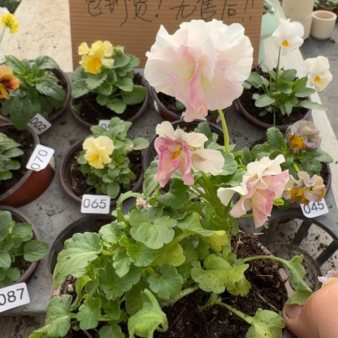 大部分花苞少量开放130