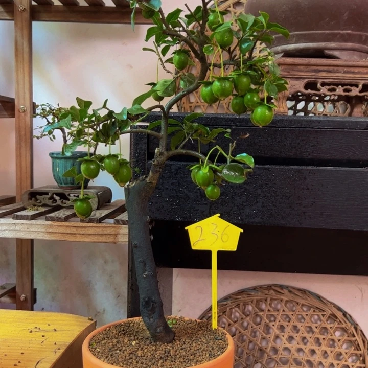 完全开放金弹子盆景一物一拍