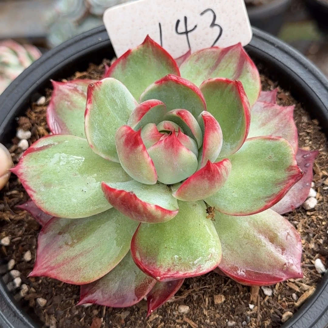 惊鸿一物一拍包装收缩花旱143