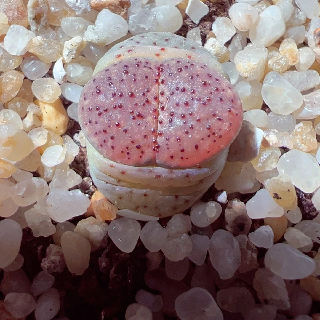 528-477多肉血点朝贡