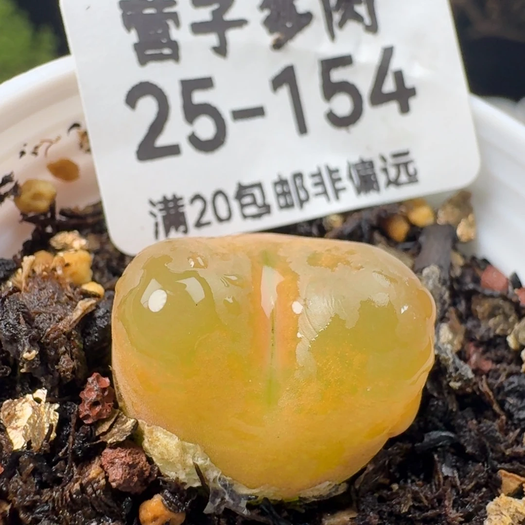 带盆土。