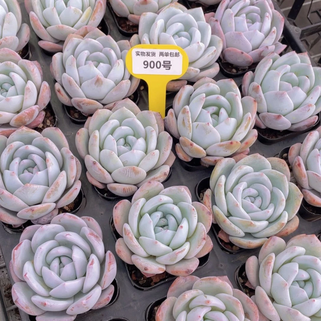 900号 嫦娥单头一个m