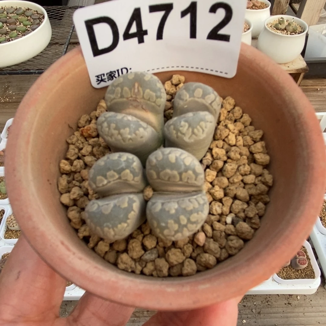 4712 四头大津汇带盆土盆碎不售后