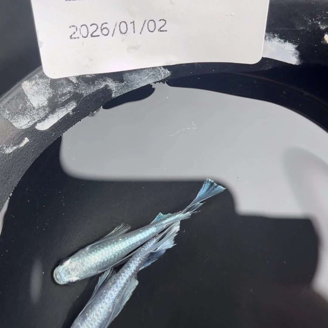 青鳉鱼255天使之翼一对