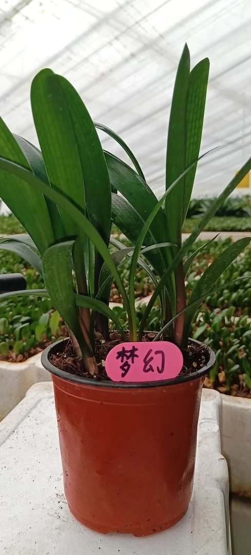 梦幻花苗/棵（一年生）