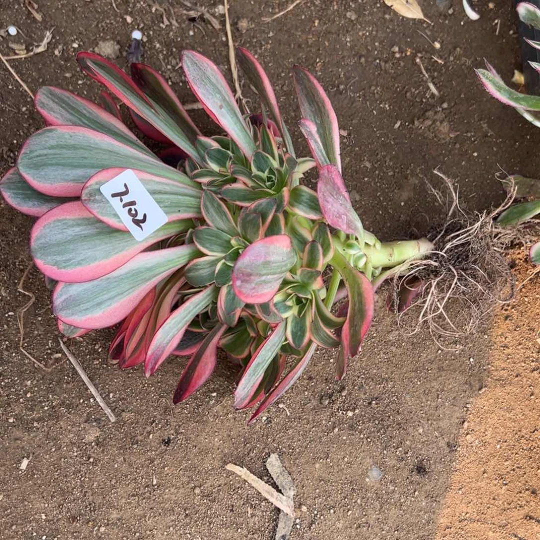 s****染102魅金玫瑰锦多肉多肉多肉