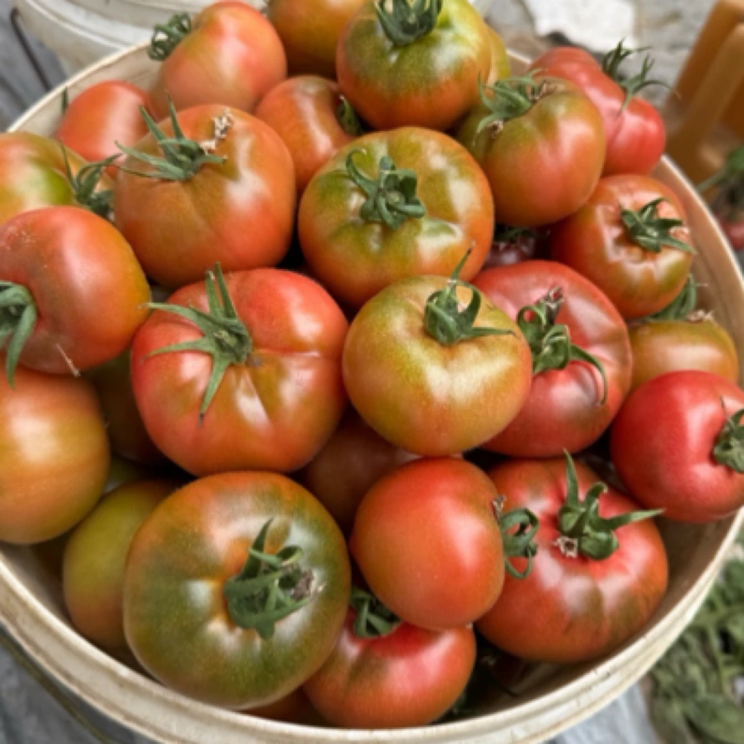 京8草莓西红柿酸甜口非常好吃