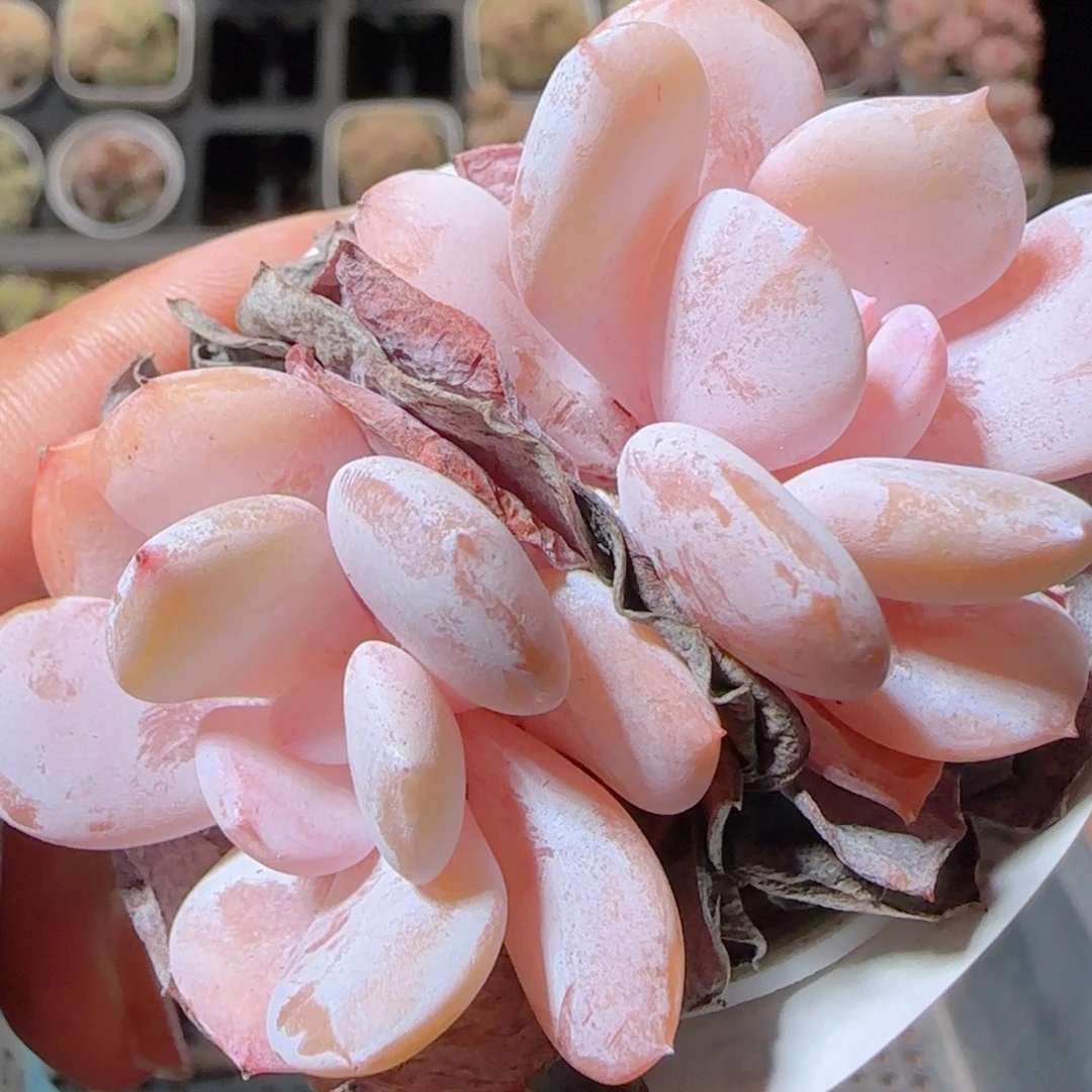 花语多肉1218-97奶茶