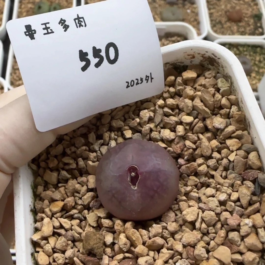 庄***鱼多肉多肉多肉2025-550
