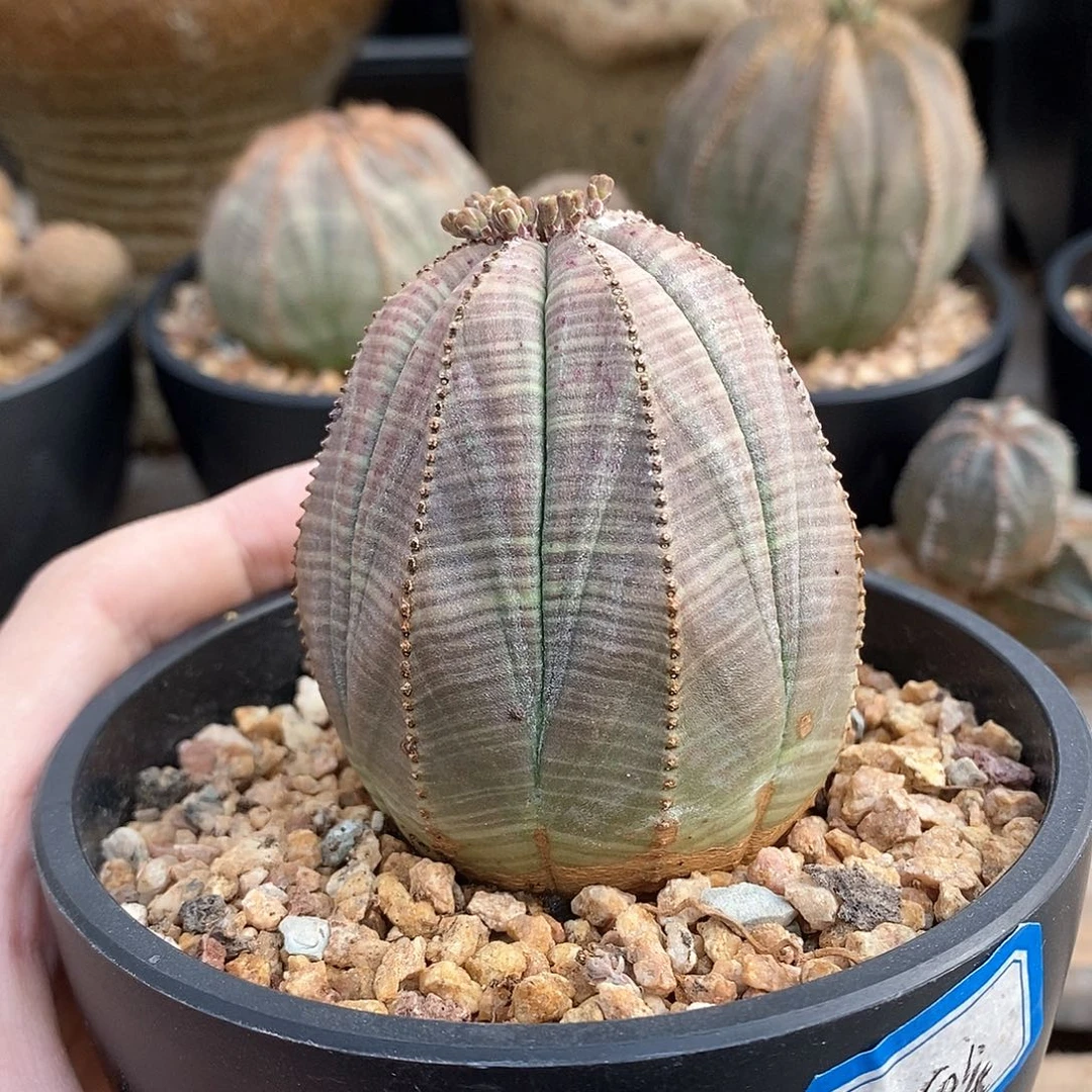 欧系实生布纹球多肉植物