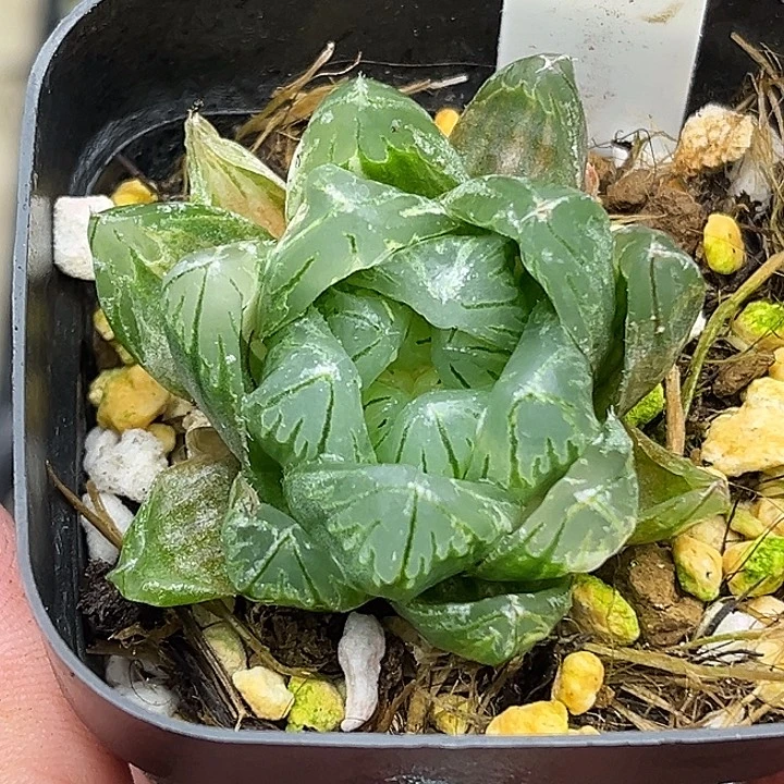 80变异龙鳞玉露锦