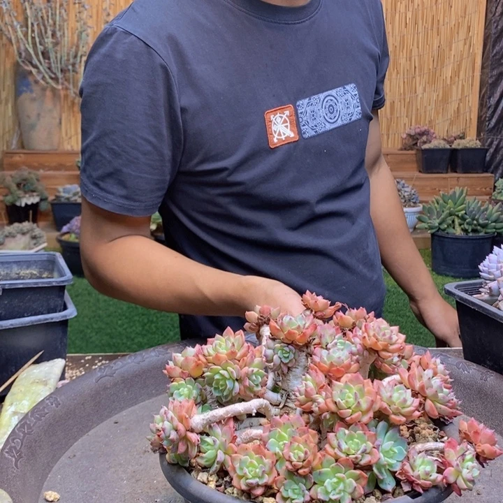 8***3346号娜娜小勾多肉