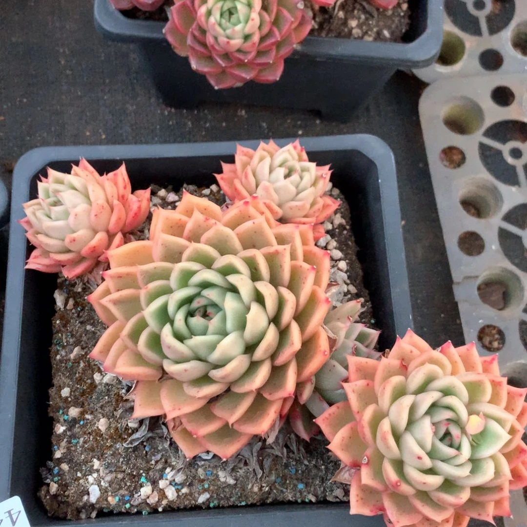 4429瑕疵不售后特价处理